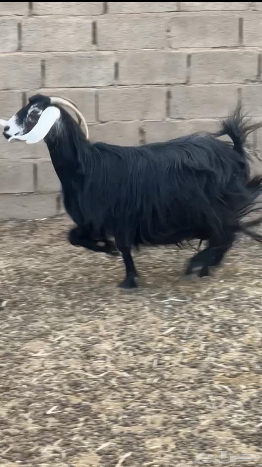 للبيع عنز عارضيه طيب وكفو64493676330881112