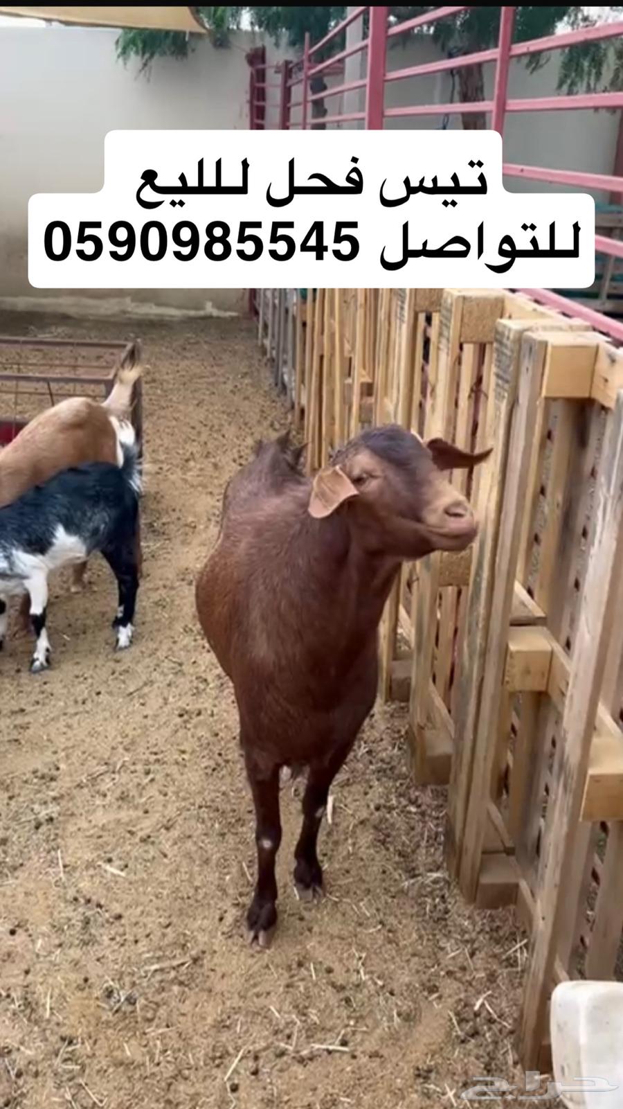 Tays64491605684225110