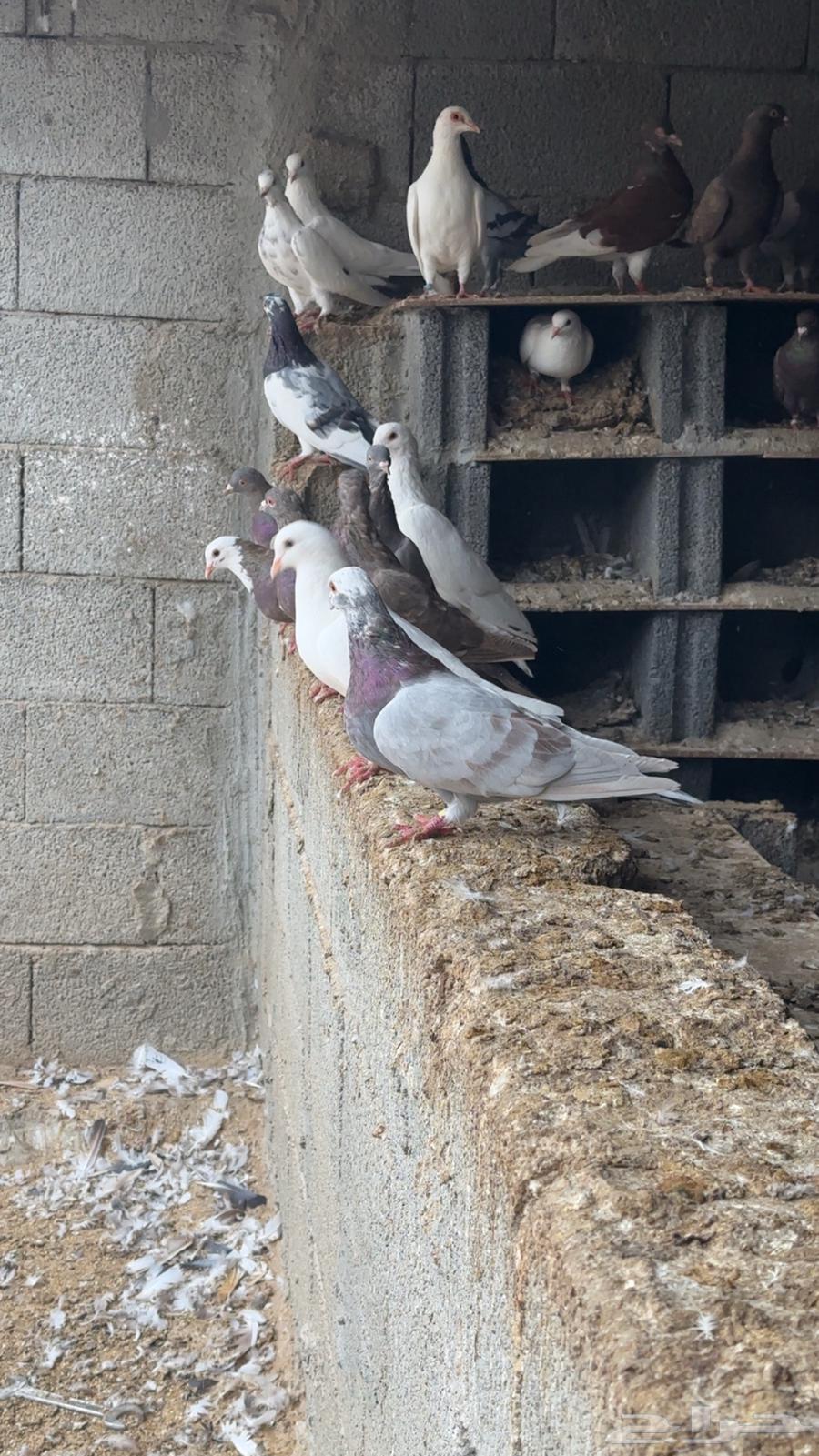 حمام سوبر جامبو64491714288386110