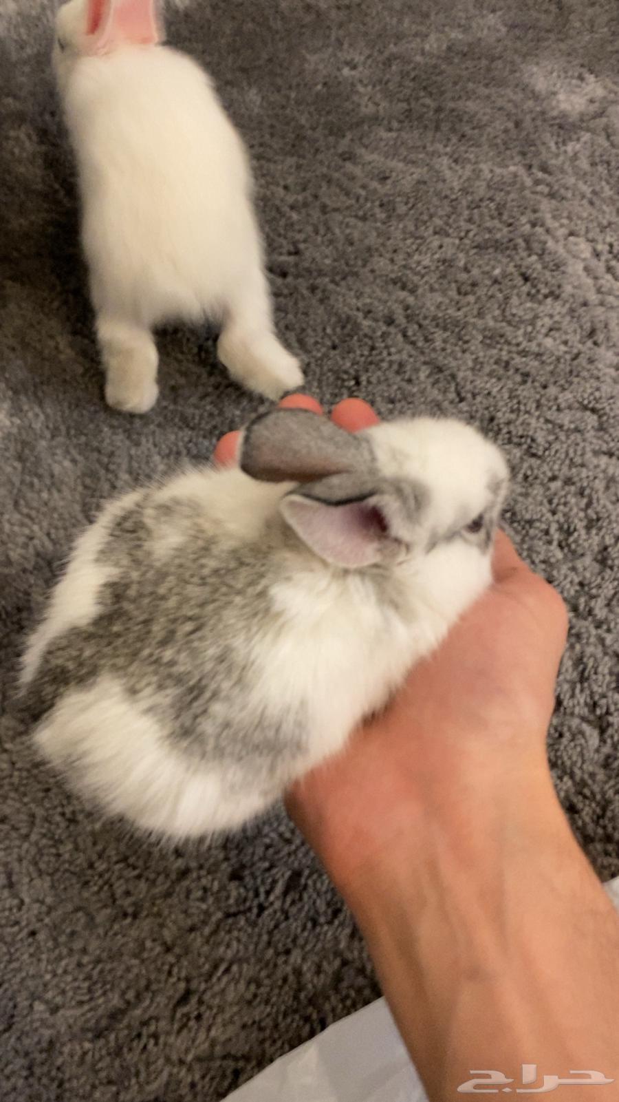 Rabbits for sale with all their accessories, including cage and food, two months old and a bit64490796325761111