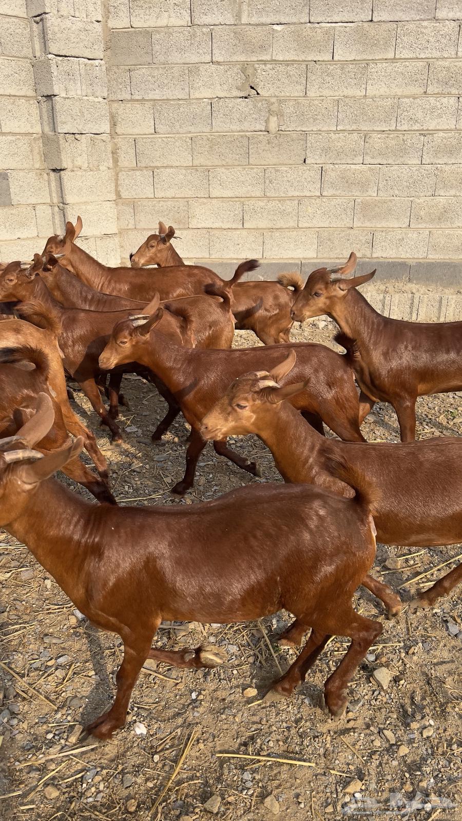 جفار دهم عدد 15 ( تم البيع )64487855965187112