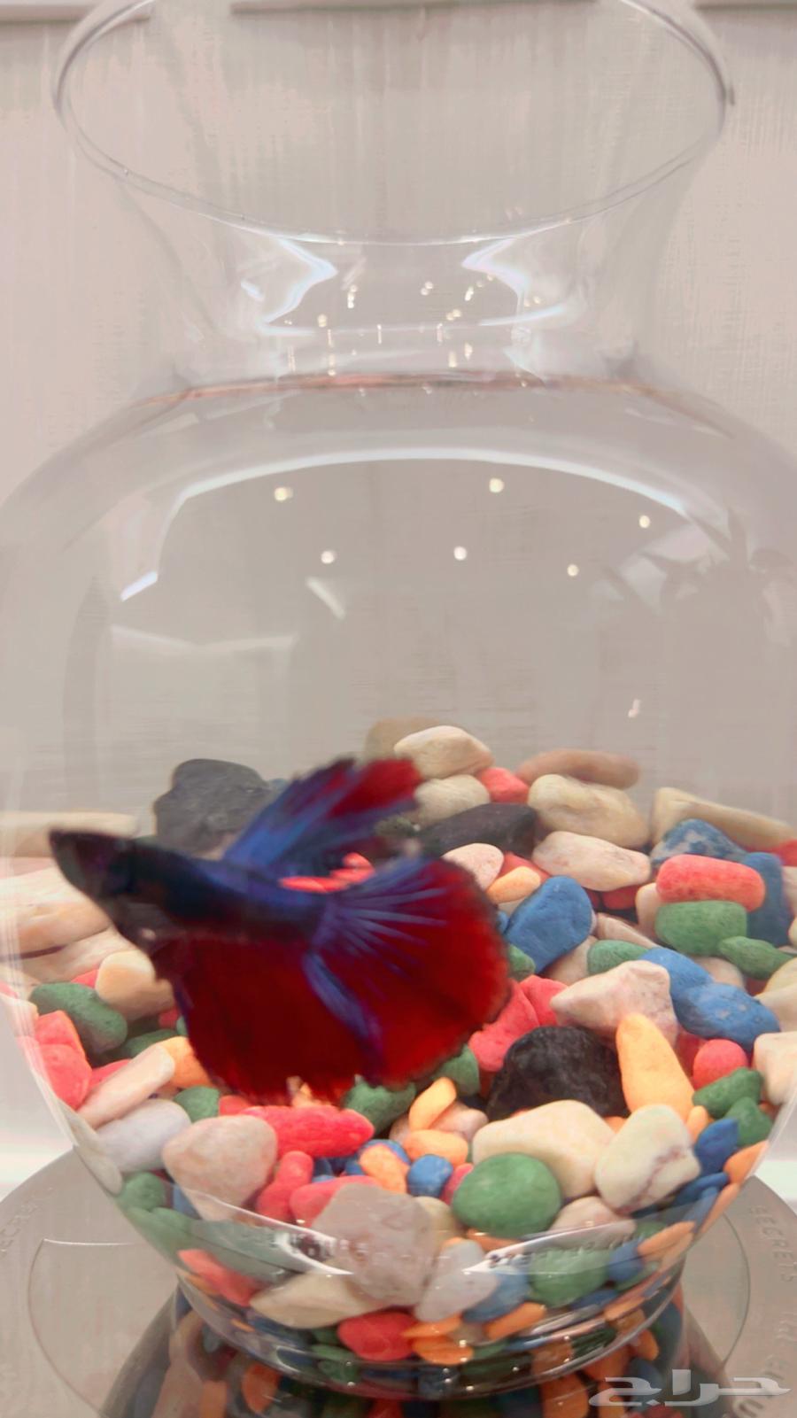 Fish Fighter64490875063809110