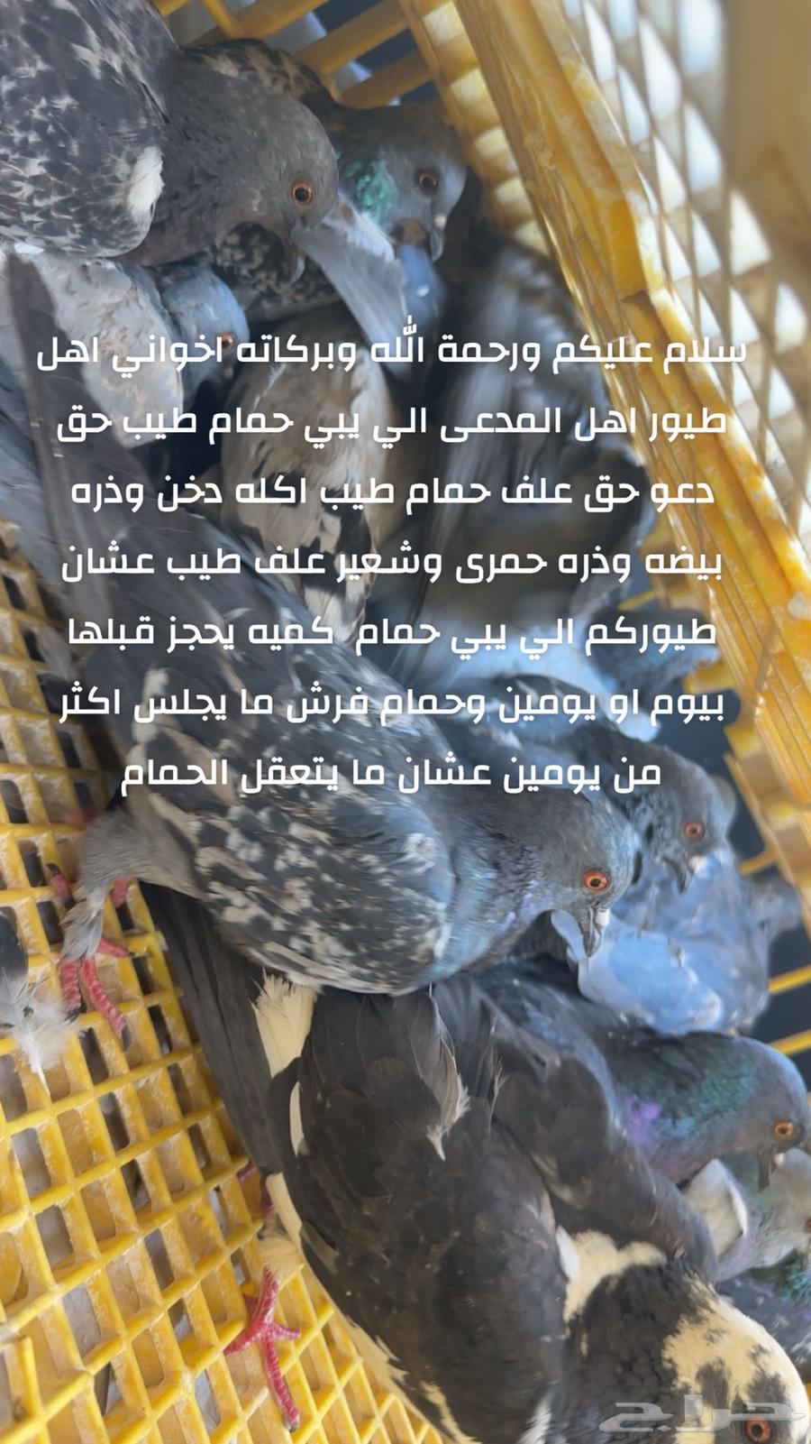 Excellent Black Pigeons, Claimed Birds, Bird Feed, and Premium Pigeons, Walnuts 1564487732500355110