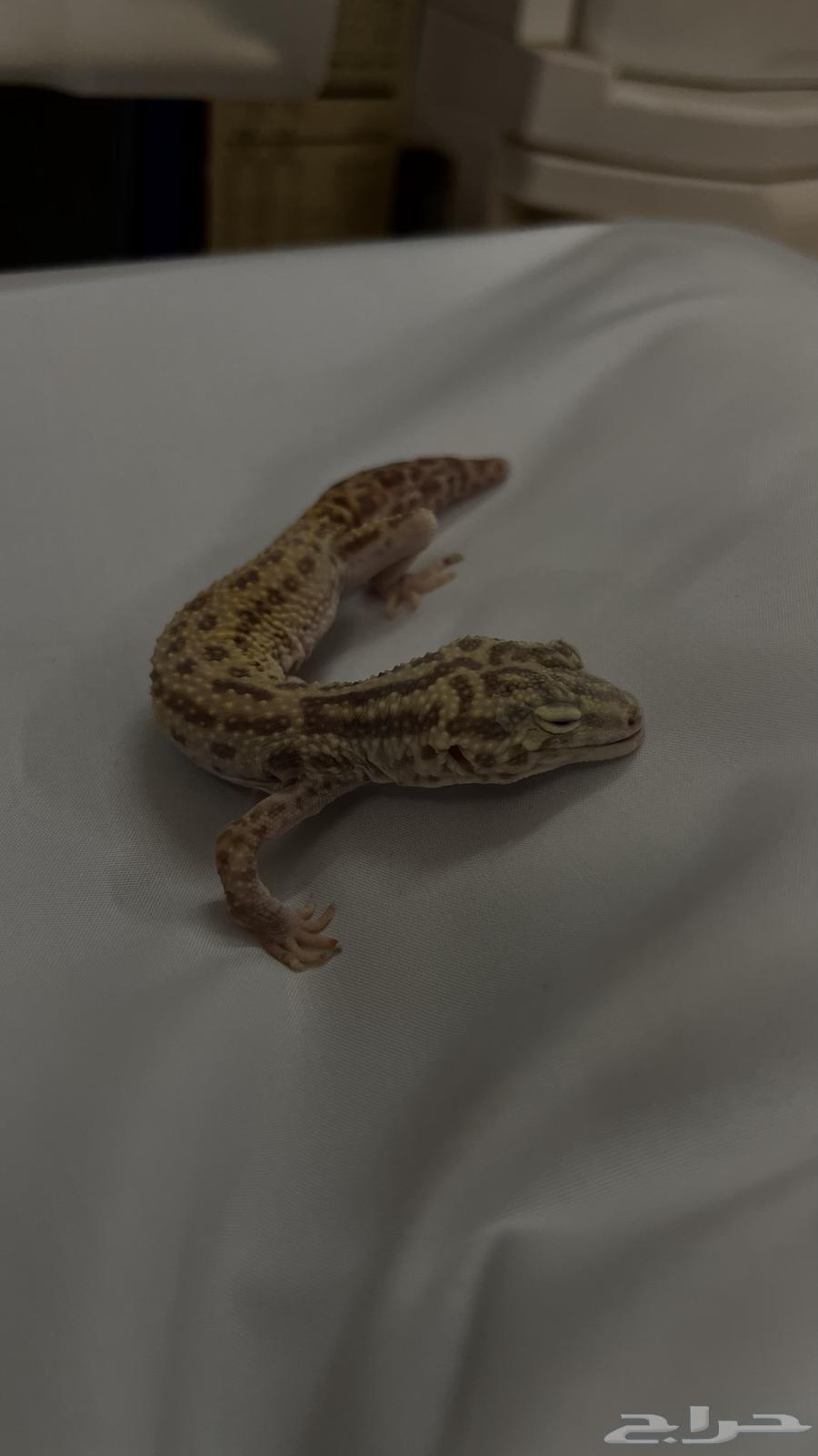 Leopard Gecko Lizard for Urgent Adoption64488546251649113