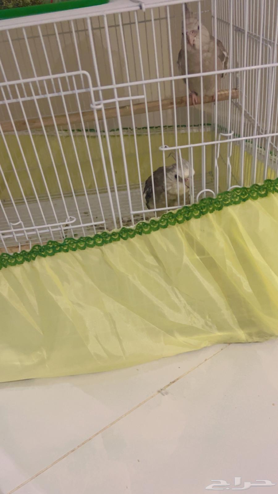 كروان انثى وذكر64491374103938113