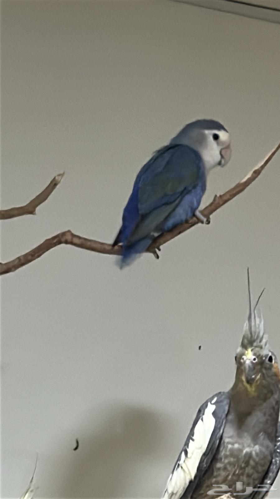 طيور للبيع64488477202690113