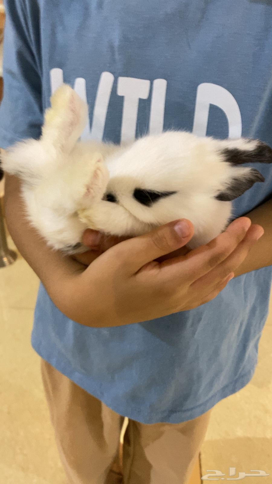 Rabbits for sale with all their accessories, including cage and food, two months old and a bit64490796325761110