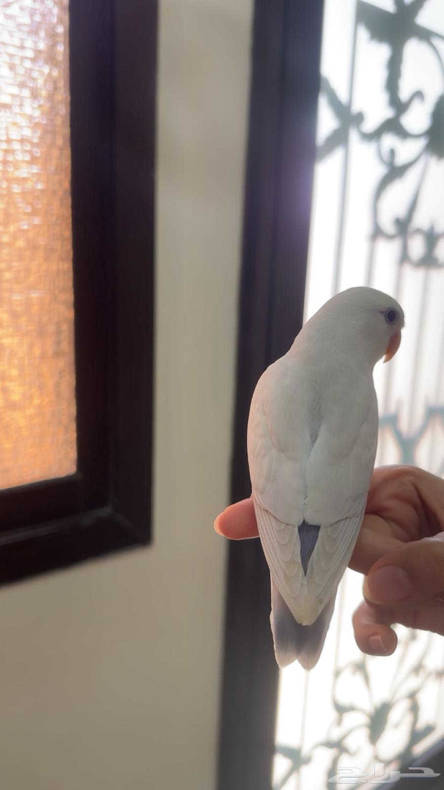 Weaned bird of the day64488243174785112