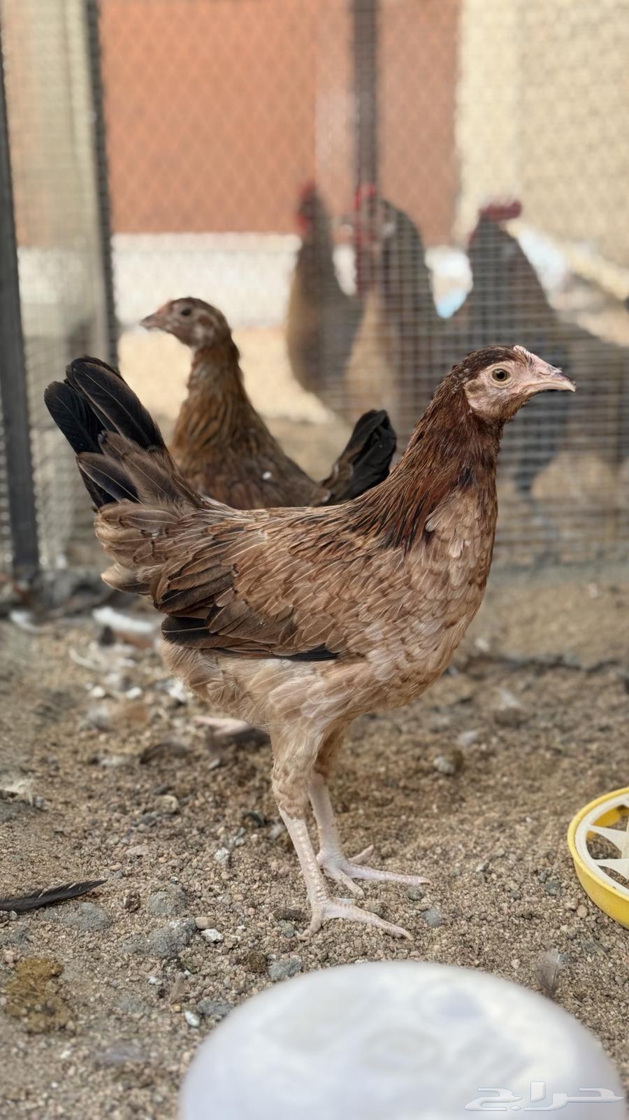 Free-range Chicken (Sold)64493368231427112