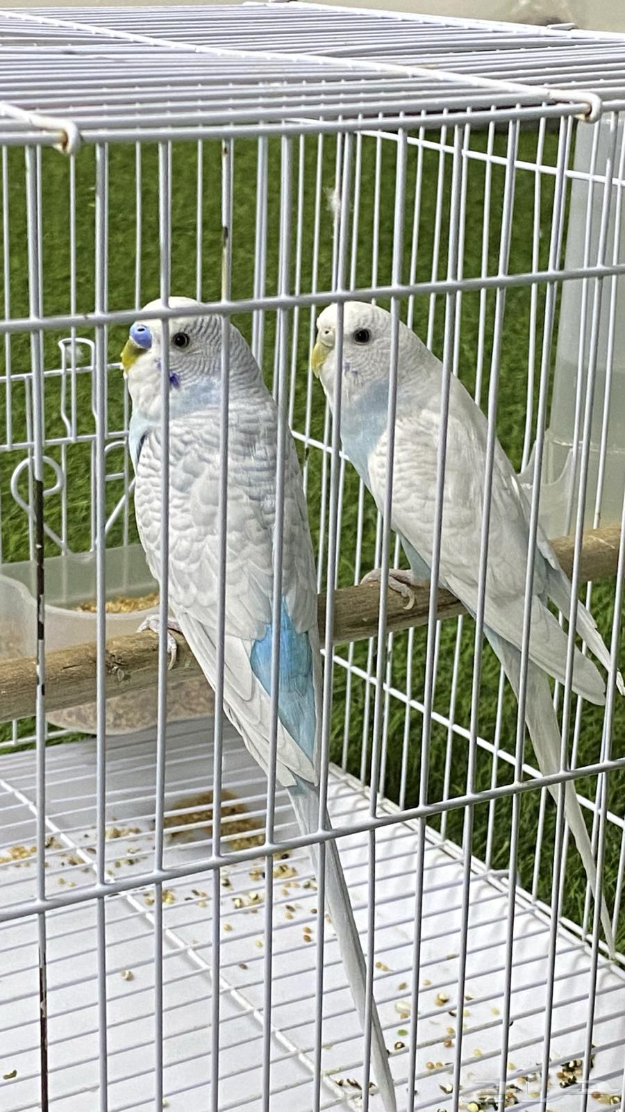 Active and Singing Pair of Budgerigar (Love) Birds for Sale64486634204033113