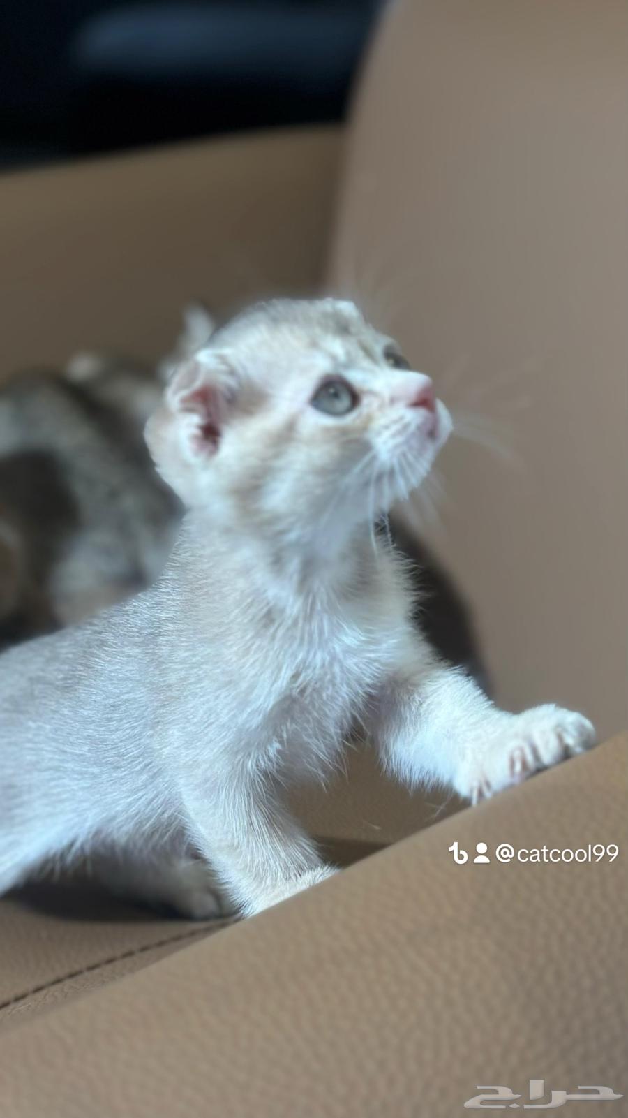 For sale Scottish Fold and British kittens, two months old, imported from breeders64493660637698114