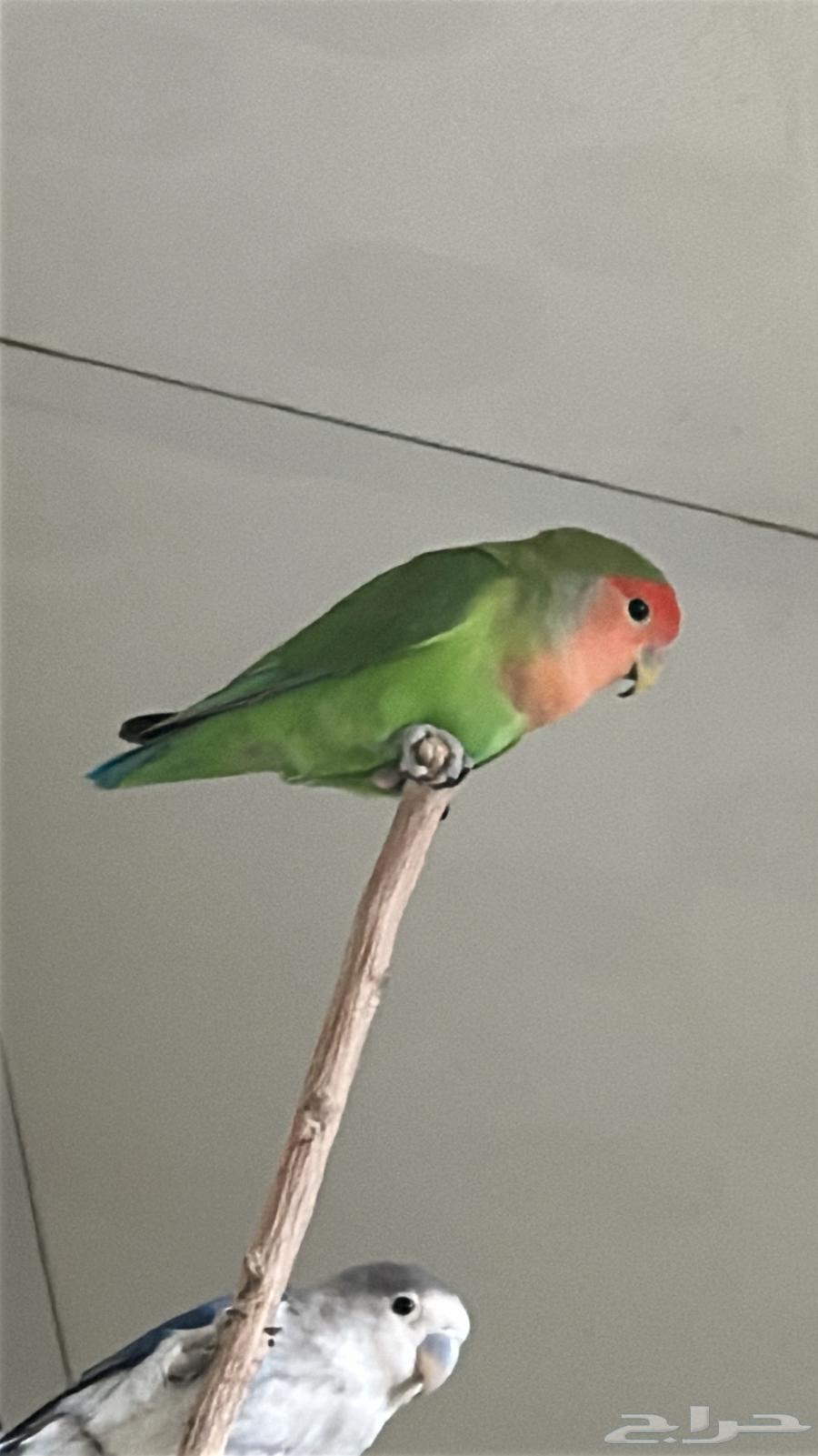 طيور للبيع64488477202690112