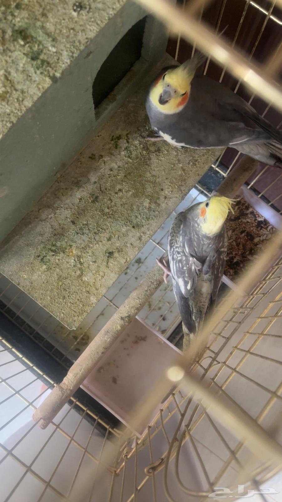 3كروان للبيع مع القفص64490687833730110