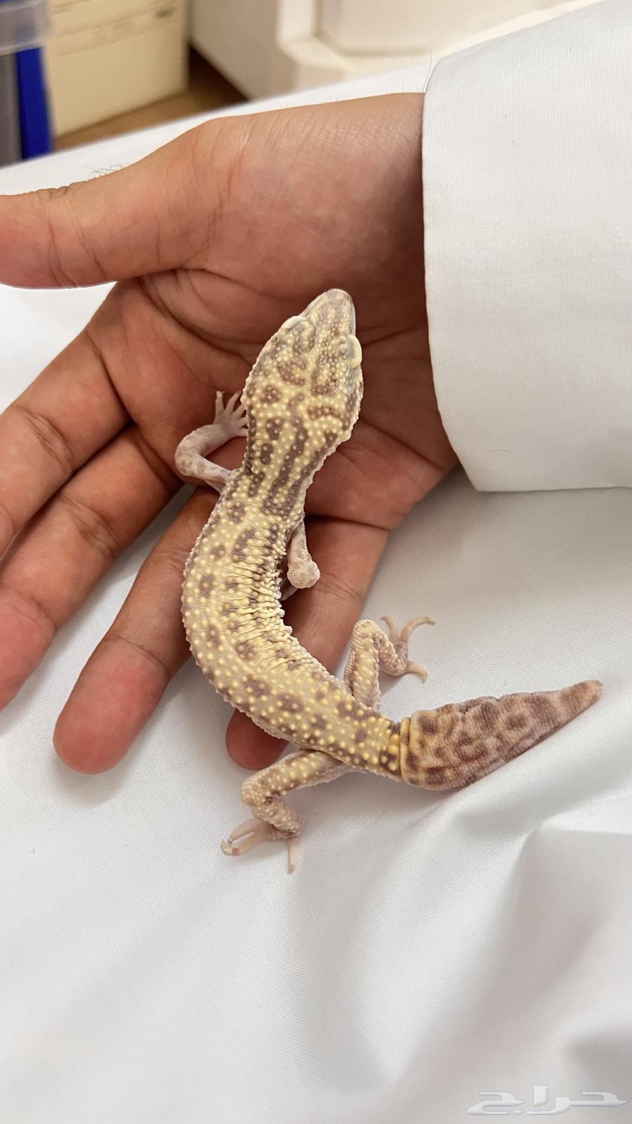 Leopard Gecko Lizard for Urgent Adoption64488546251649111