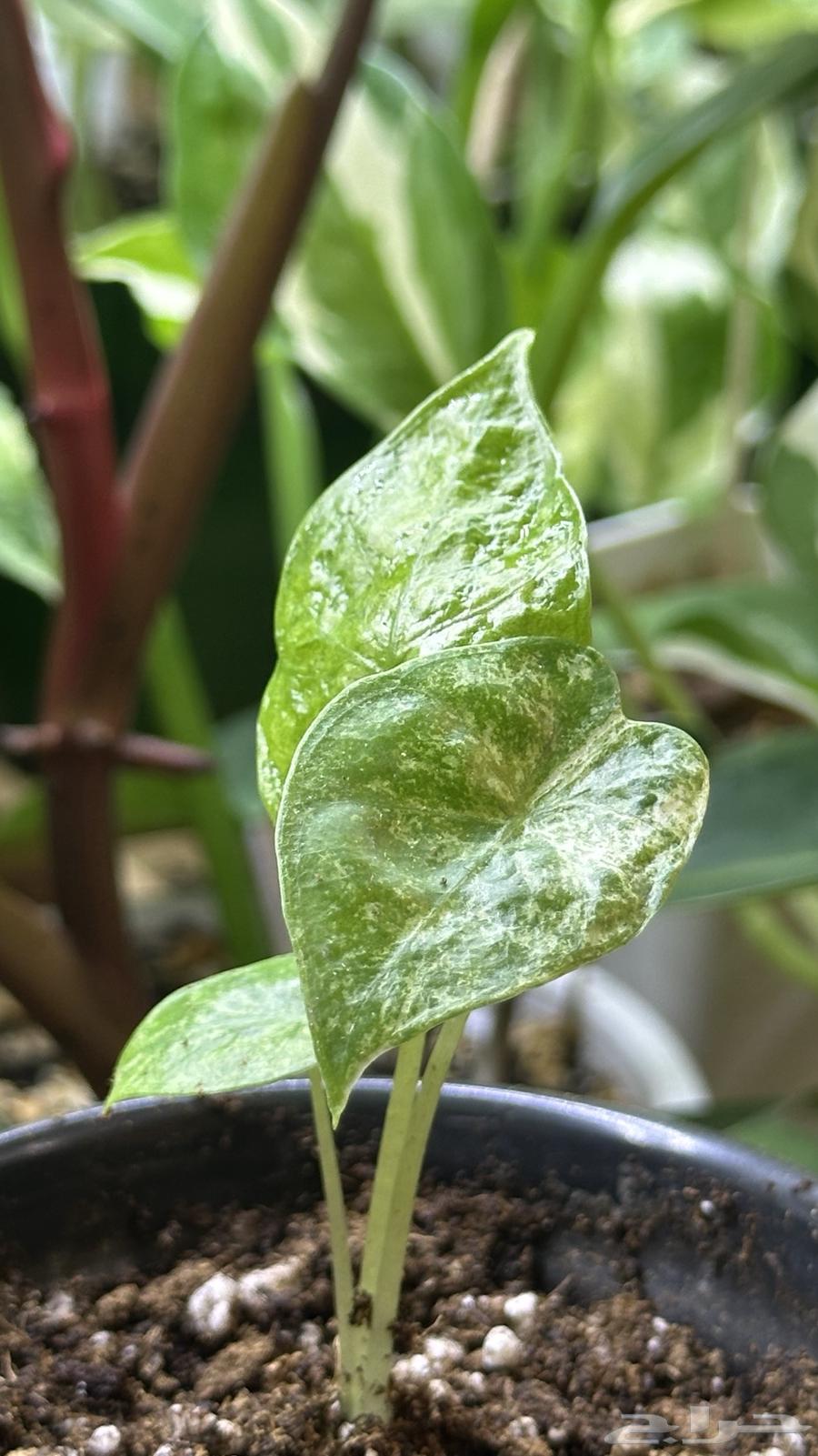 الوكاسيا macrorrhizos Camouflage نباتات داخلي64489239120259111