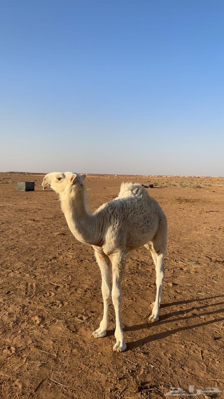 مفرود للبيع64490687809410113