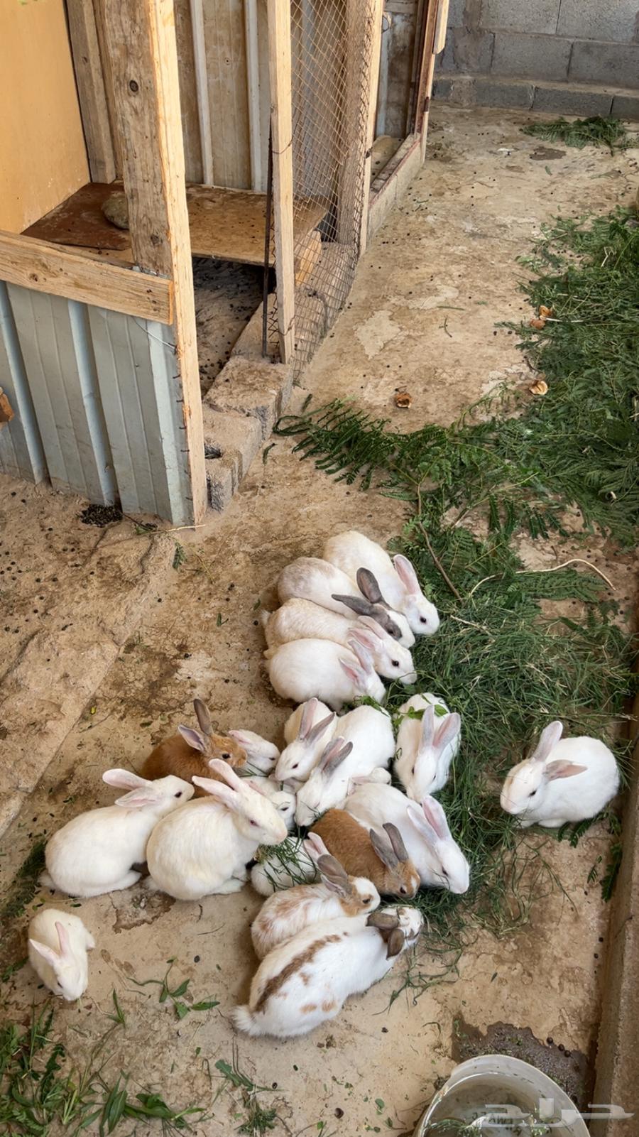 Rabbits for sale, healthy with no diseases, contact for more64489433649027113