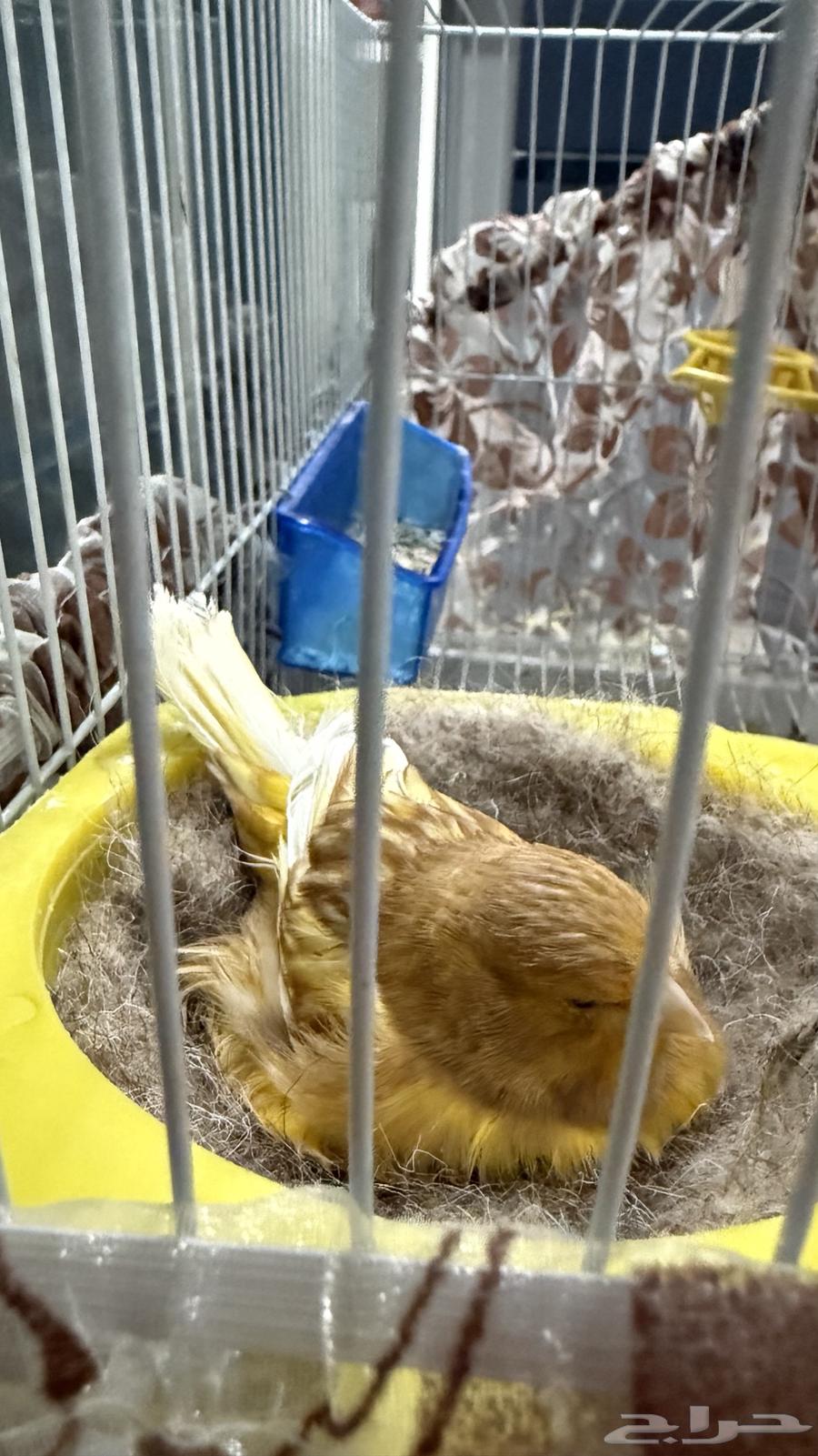 Breeding Canary Pair64487216950402110