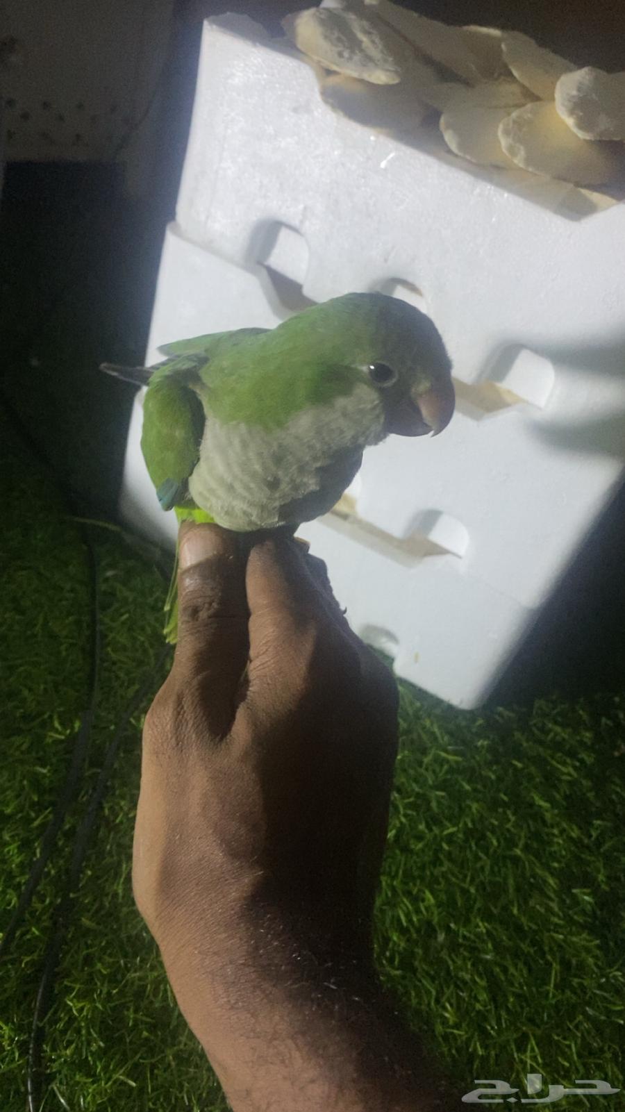Green Quaker Parrot, Domesticated, Learns to Speak, Was Sold64494529761539111