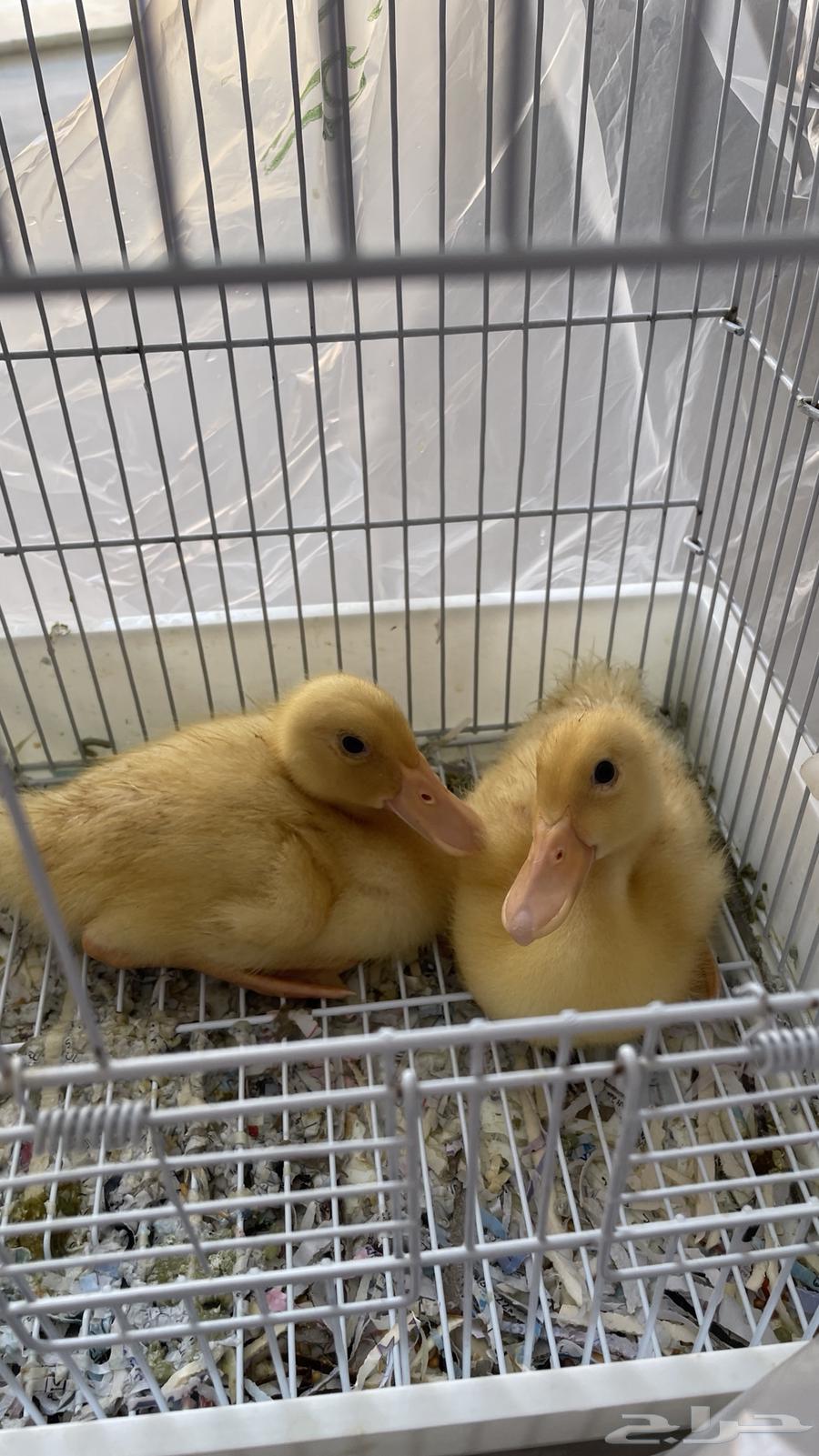 بط للبيع ذكر وانثى السعر قابل للتفاوض64489433544195112