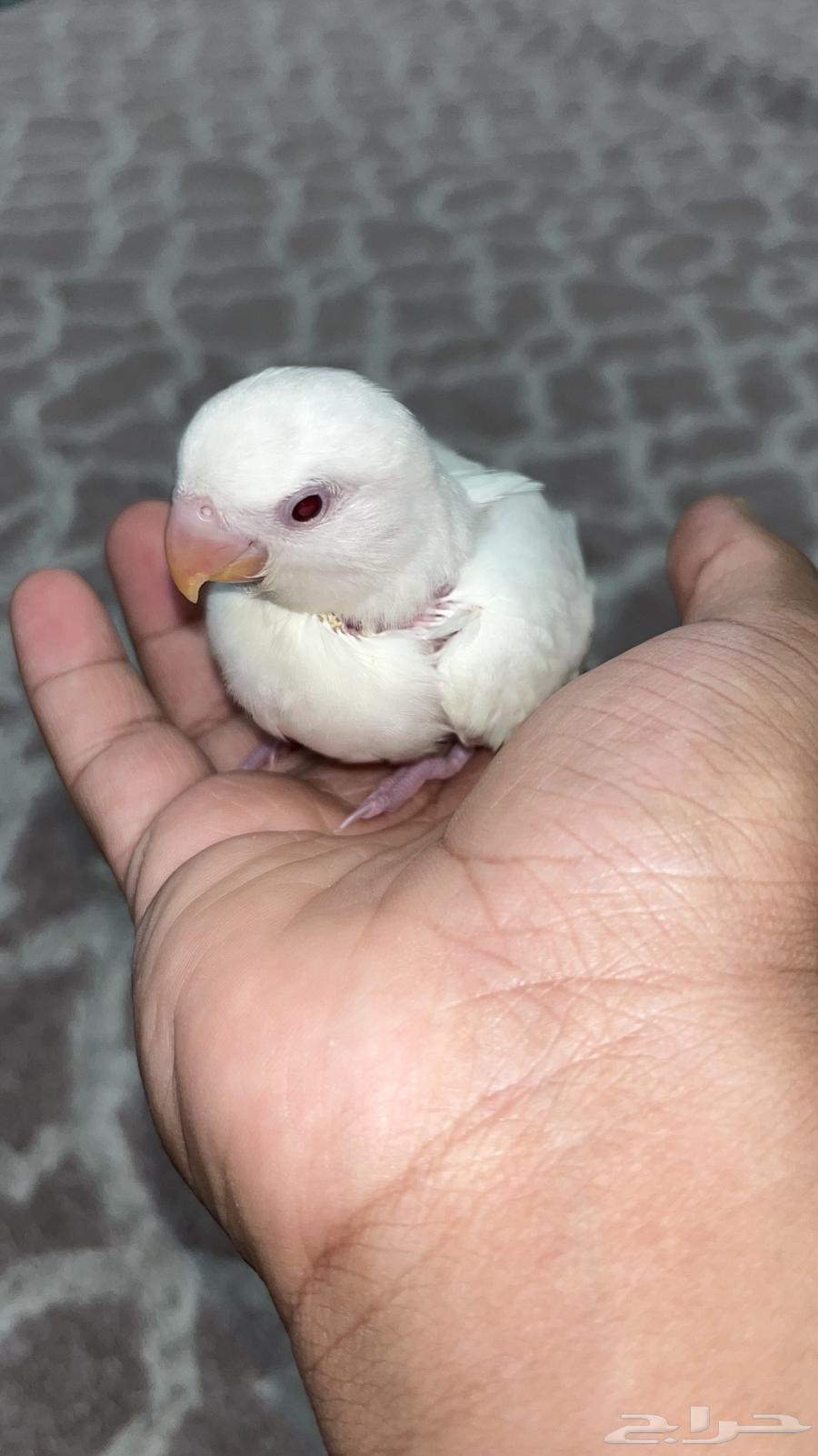 فرخ روز البينو هدد قطنه64493934043778112