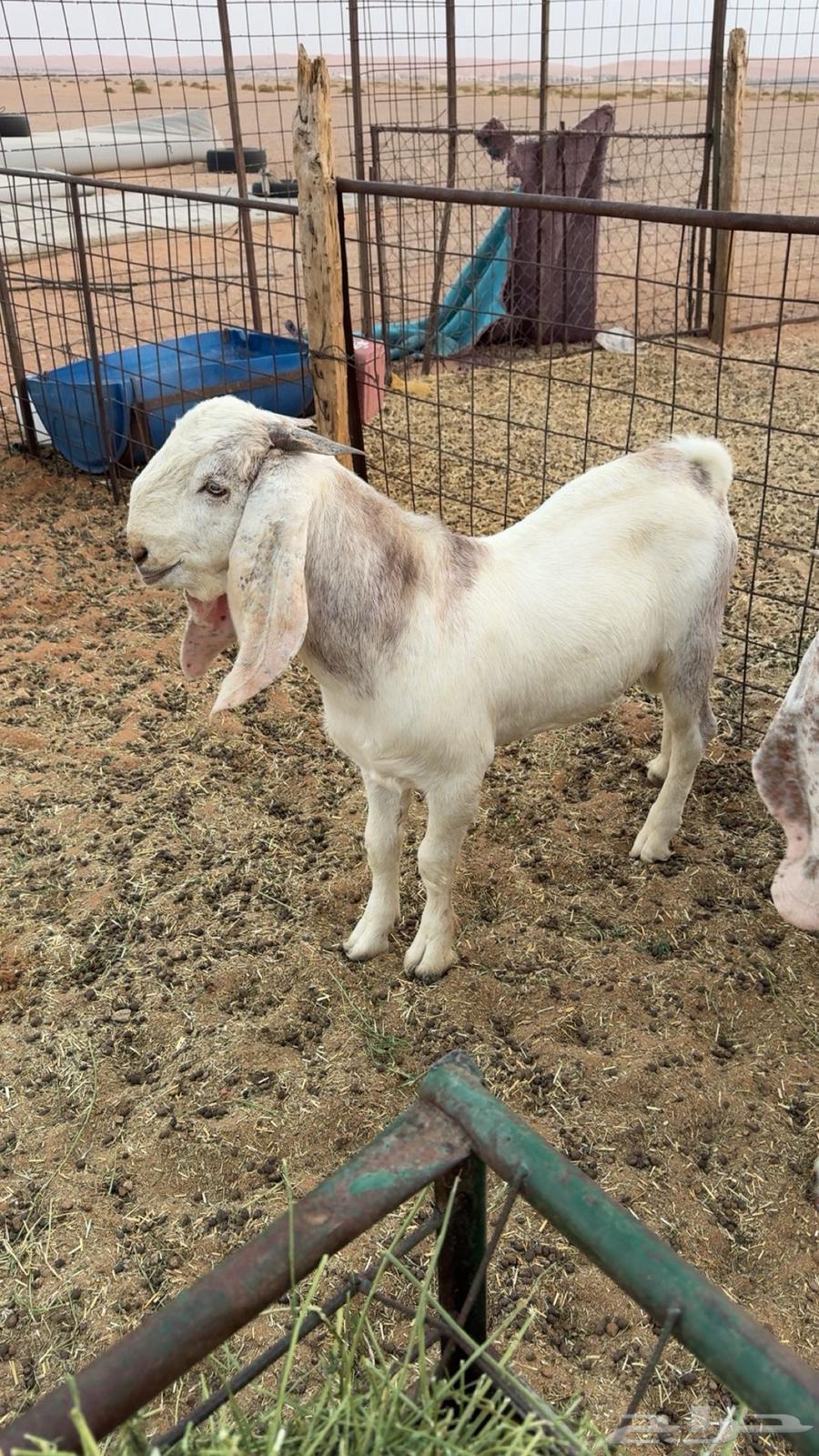 A goat of the age class around six months64492461021954110