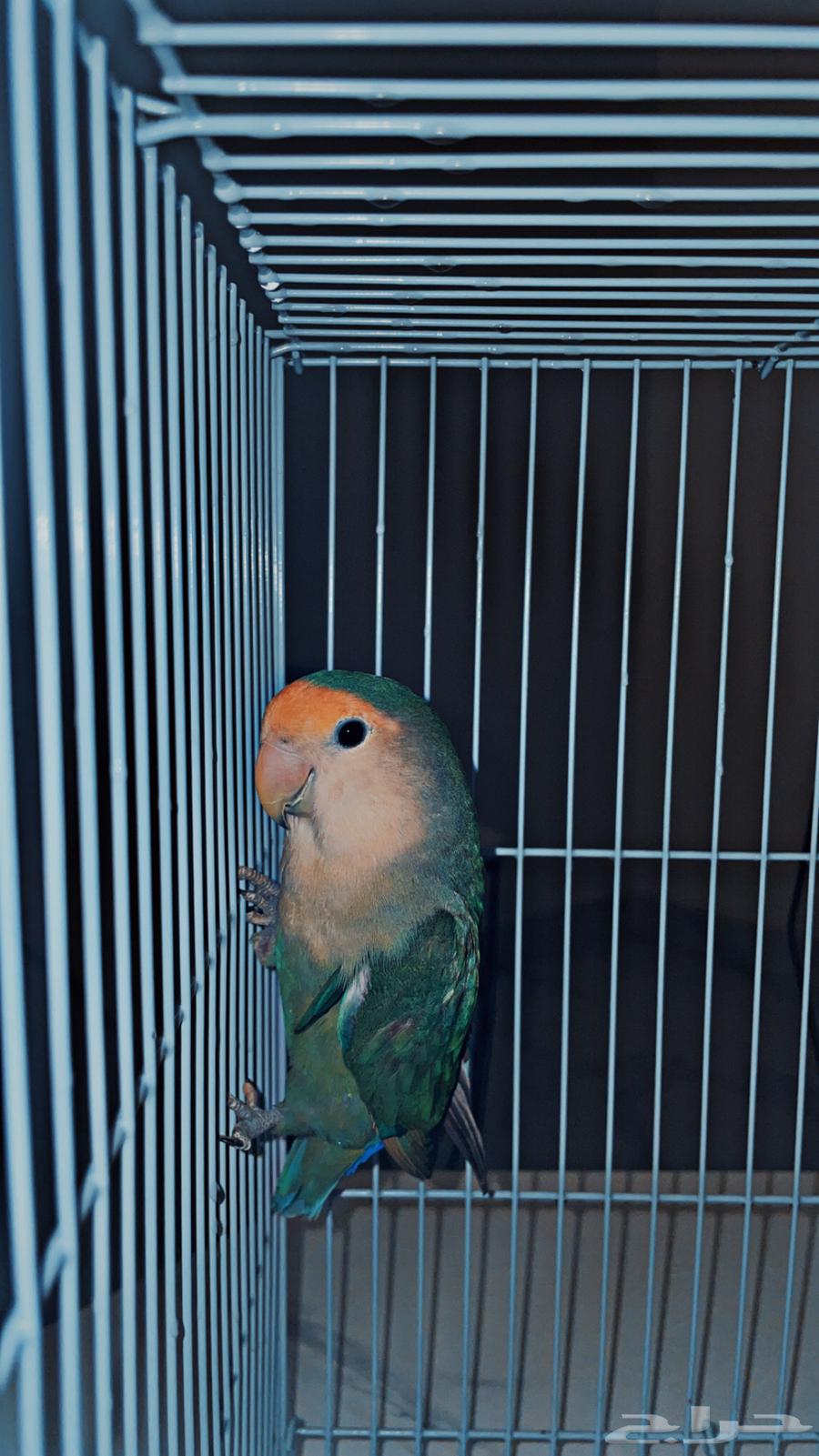 بغبغاء روز-جوز64494543386370110