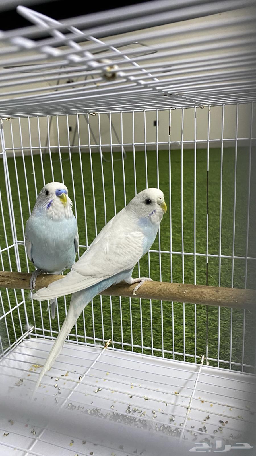Active and Singing Pair of Budgerigar (Love) Birds for Sale64486634204033110