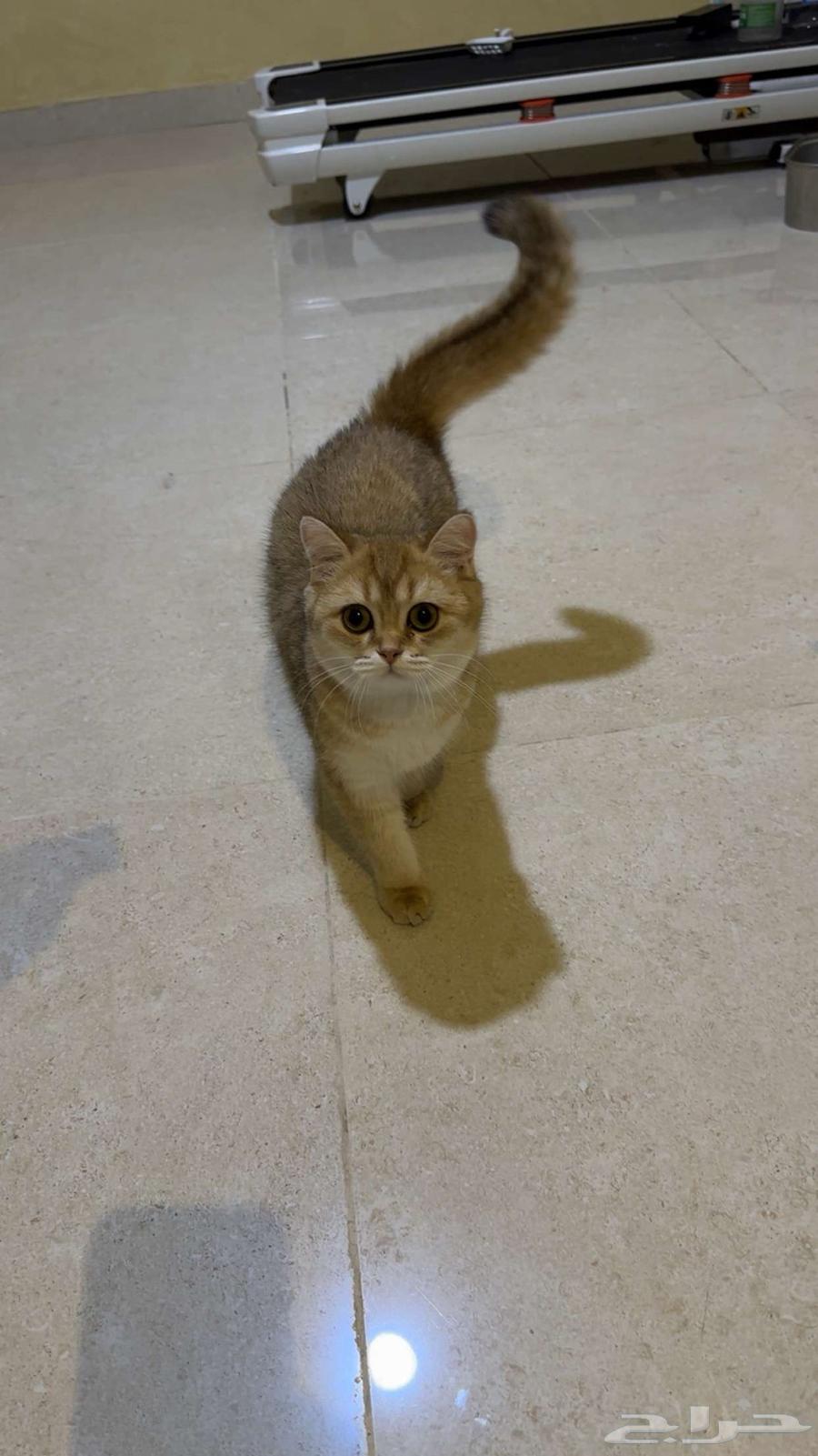 للبيع 3 قطط سكوتش ستريت64494729370115112