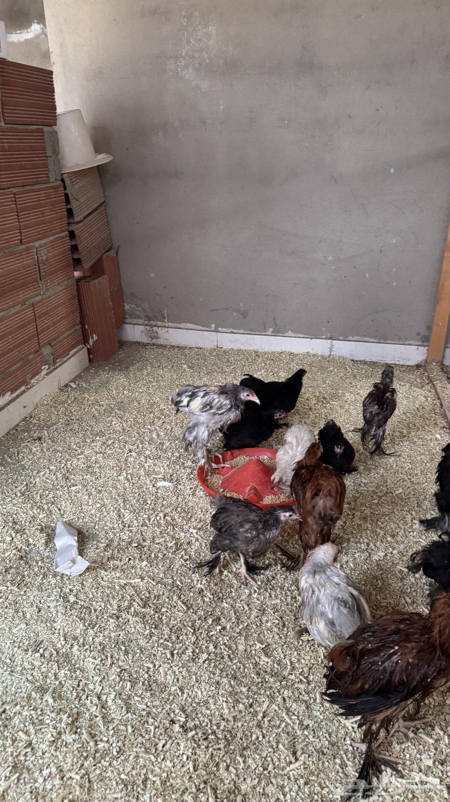 دجاج براهما اصل64492514701827111