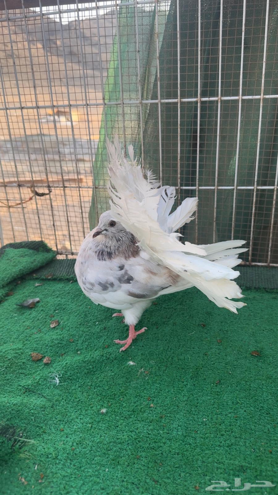 اناثي رقاص هولندي فناتيل64492312206210114