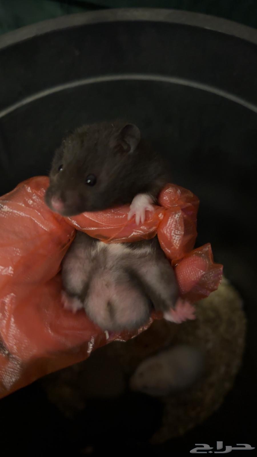 هامسترات الوان جميله .64471335106563110