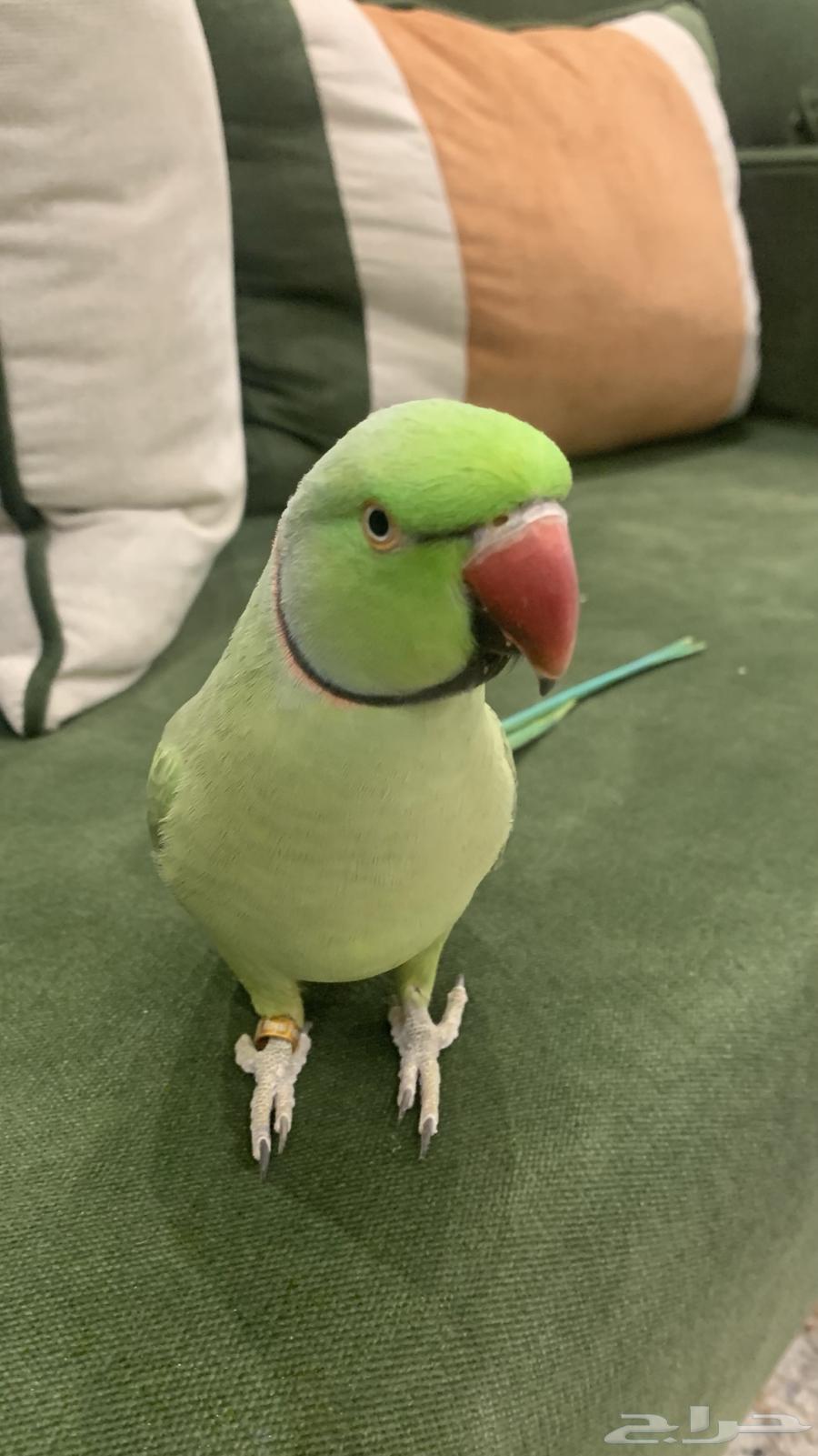 ببغاء دره هندي متكلم واليف مع القفص64493341176579110
