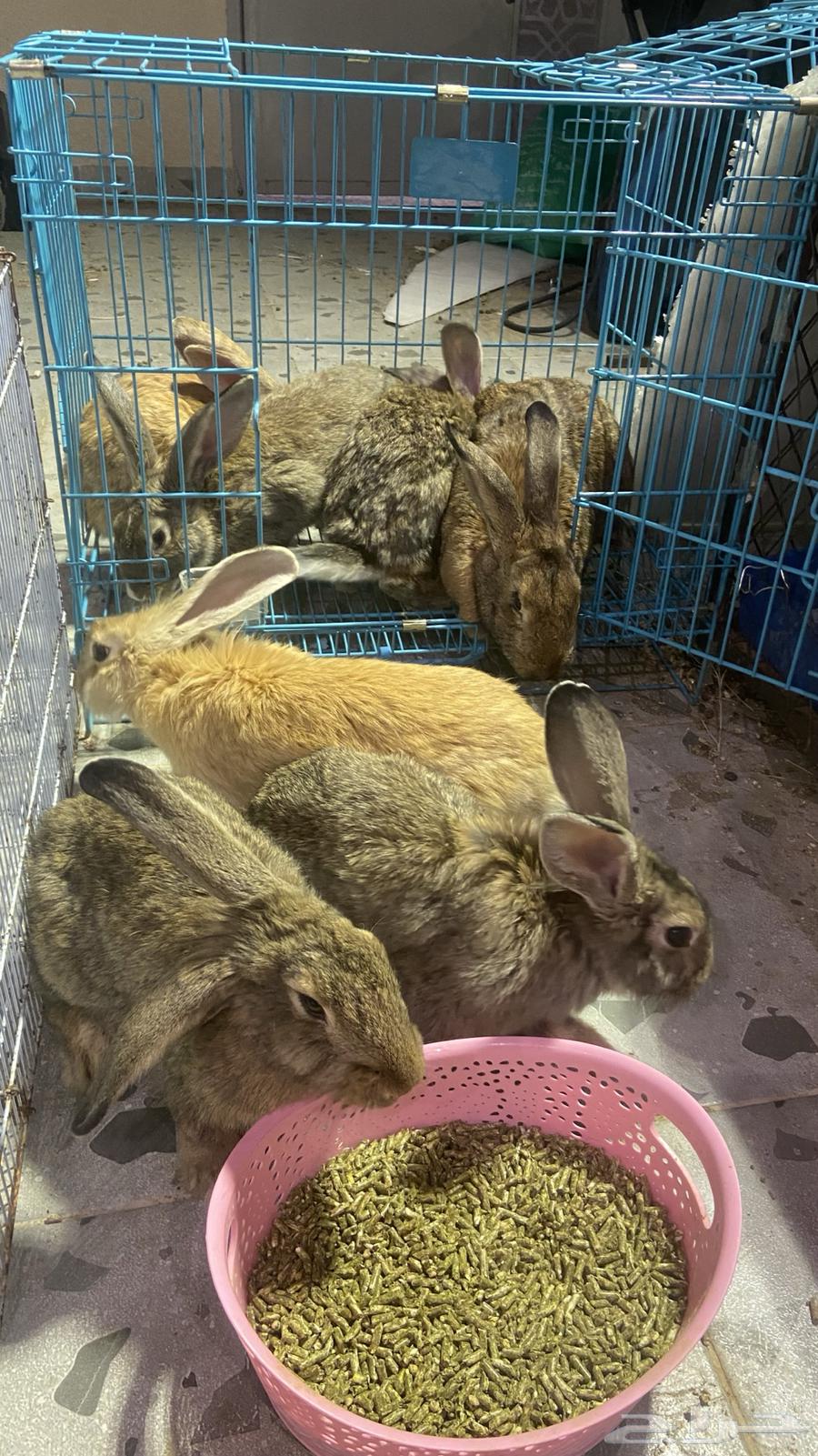 أرانب للبيع64494291114754113