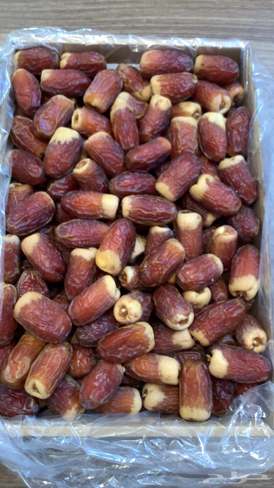 صقعي احمر مطوق لين حجم مليان من الدلم جنوب الرياض64491101479811110