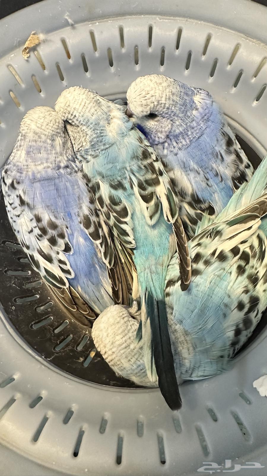 جوز انجليزي منتج للبيع64494680720769114