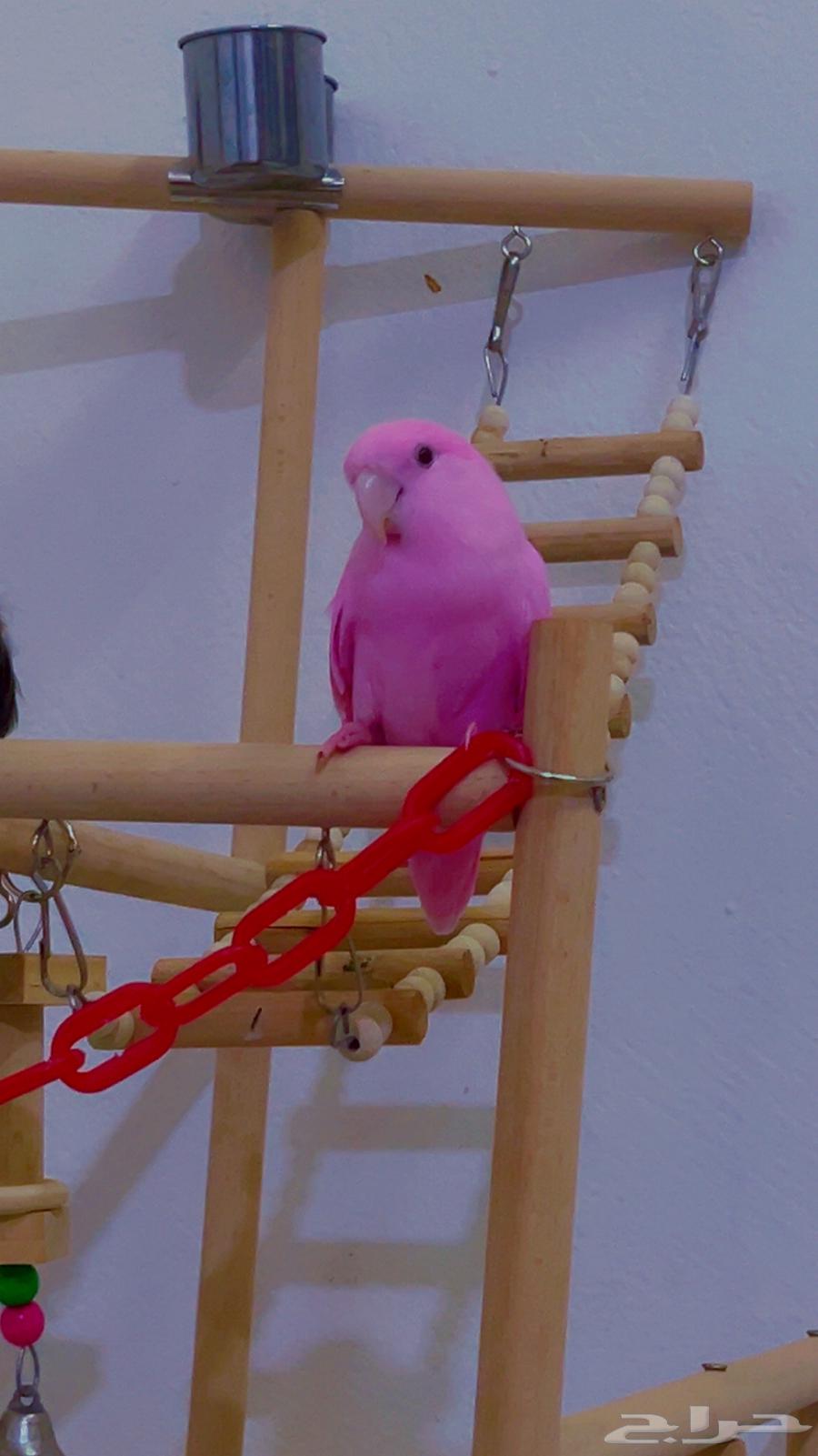 روز وردي اليف(( تم البيع الله يبارك للشاري ))64490220864001111