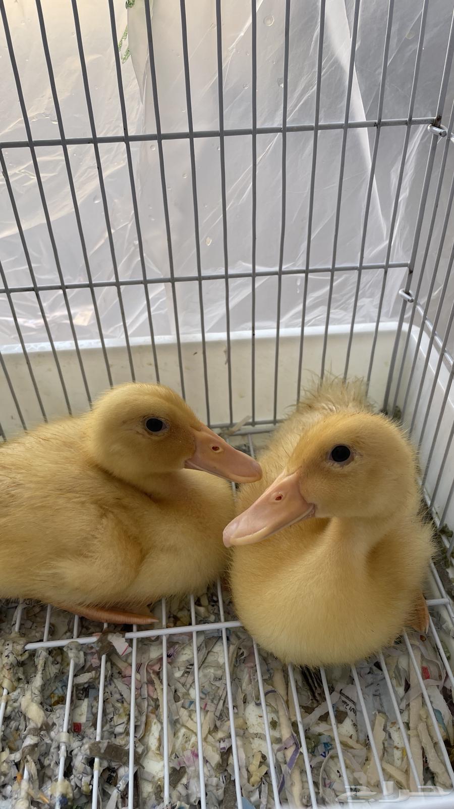 بط للبيع ذكر وانثى السعر قابل للتفاوض64489433544195111