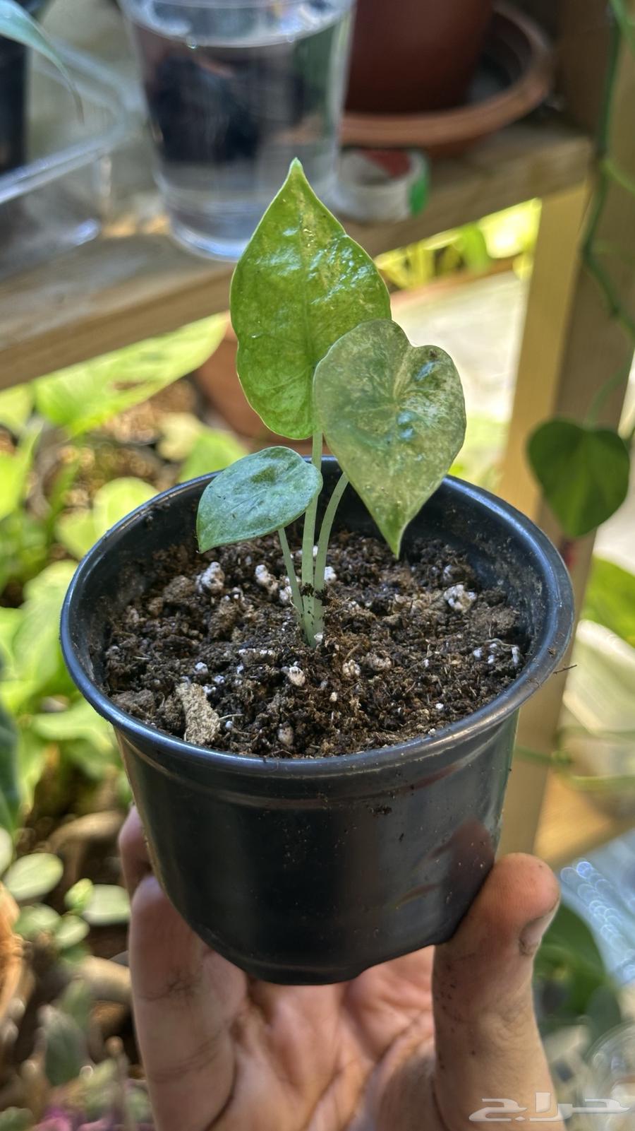 الوكاسيا macrorrhizos Camouflage نباتات داخلي64489239120259110