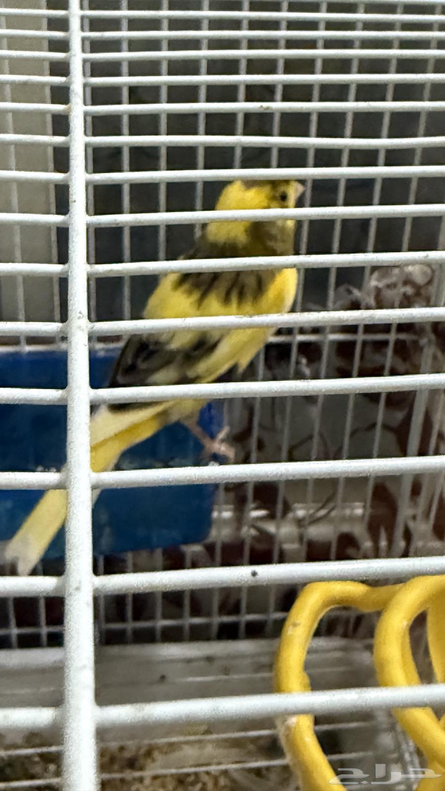 Breeding Canary Pair64487216950402112