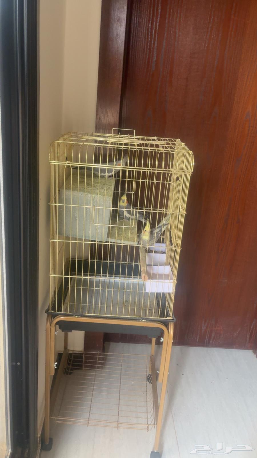 3كروان للبيع مع القفص64490687833730112