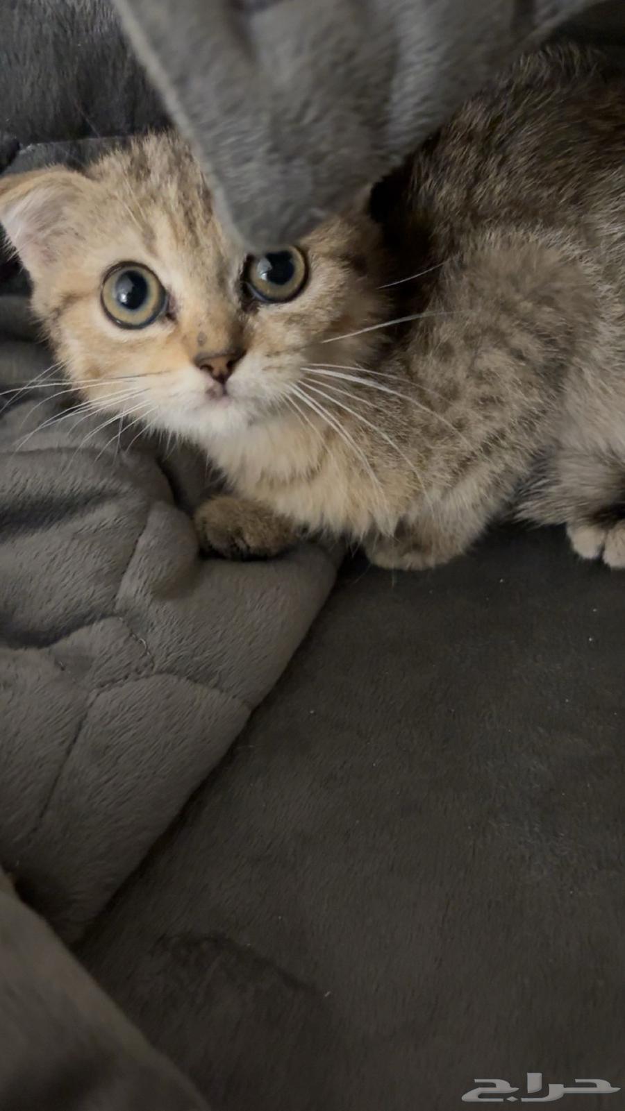 Scottish Fold kitten, rare type, two months old, affectionate and playful64486910225282111