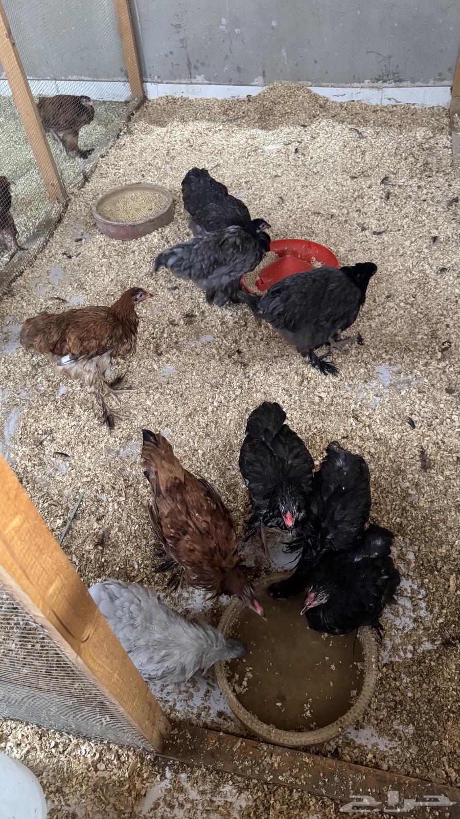 دجاج براهما اصل64492514701827113