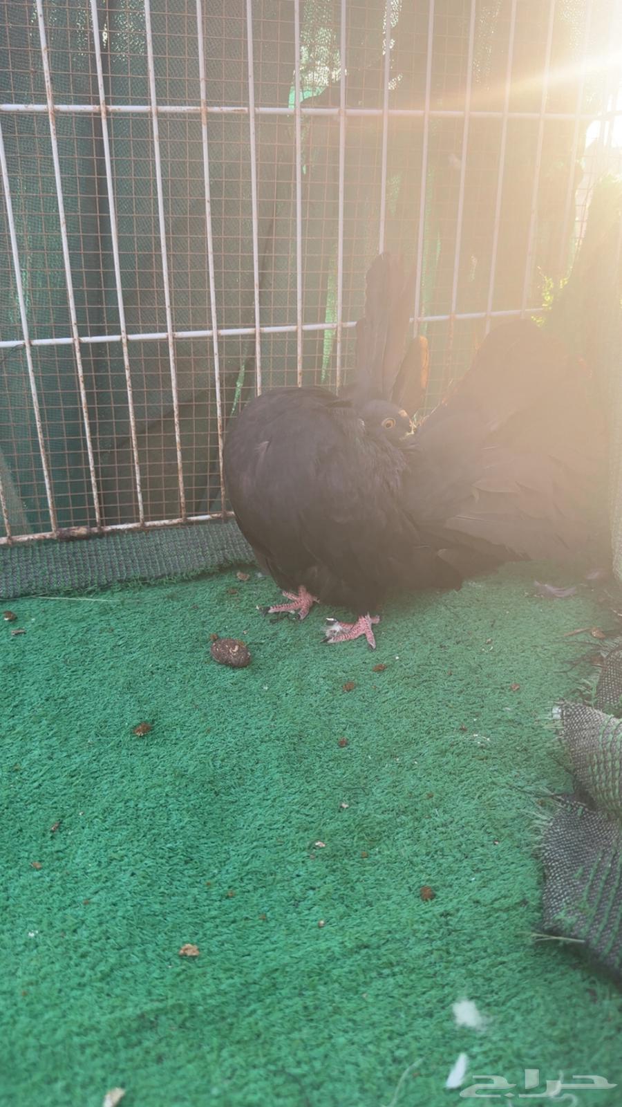 اناثي رقاص هولندي فناتيل64492312206210111