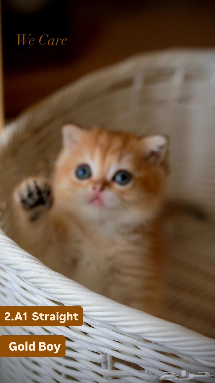 سكوتش فولد قولد بيور vip64476921314689114