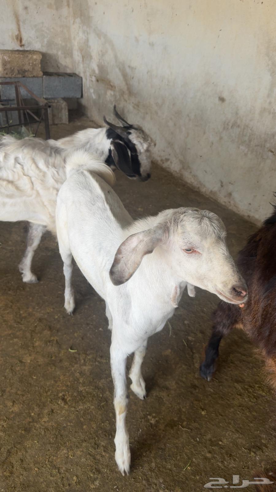 Goats64489916737538112