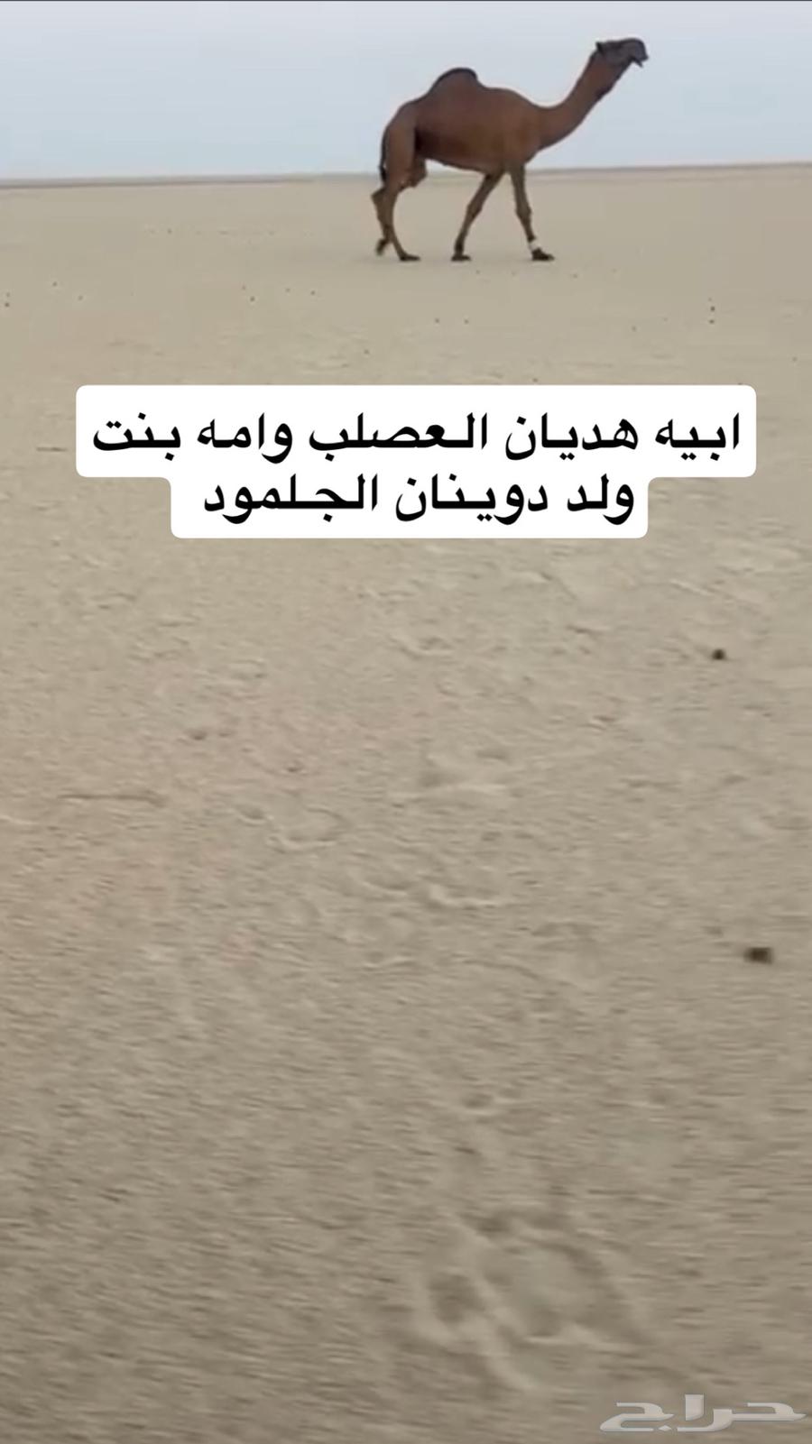 بعير سلاله و شكل كفو64488146019970110