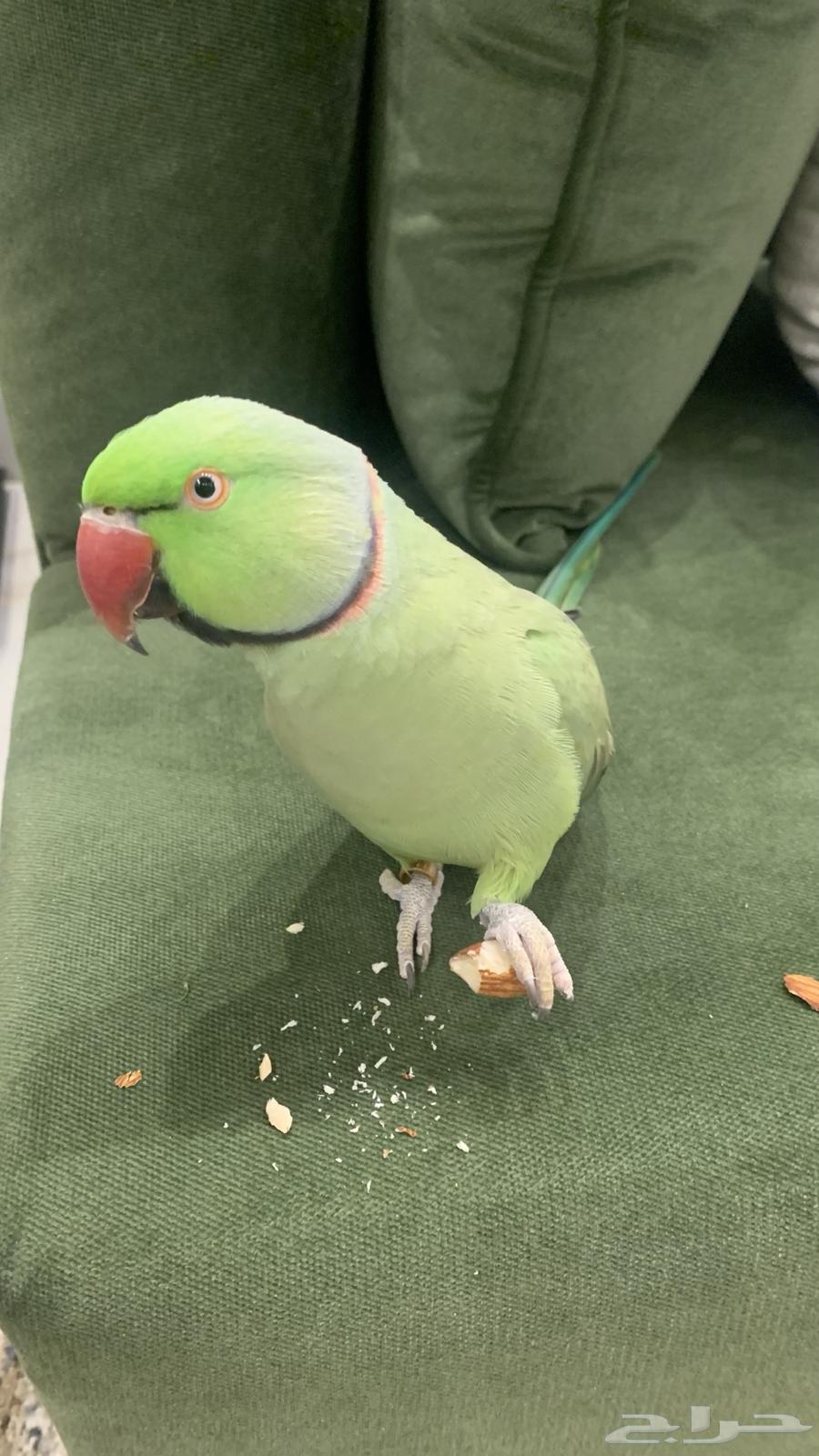 ببغاء دره هندي متكلم واليف مع القفص64493341176579111