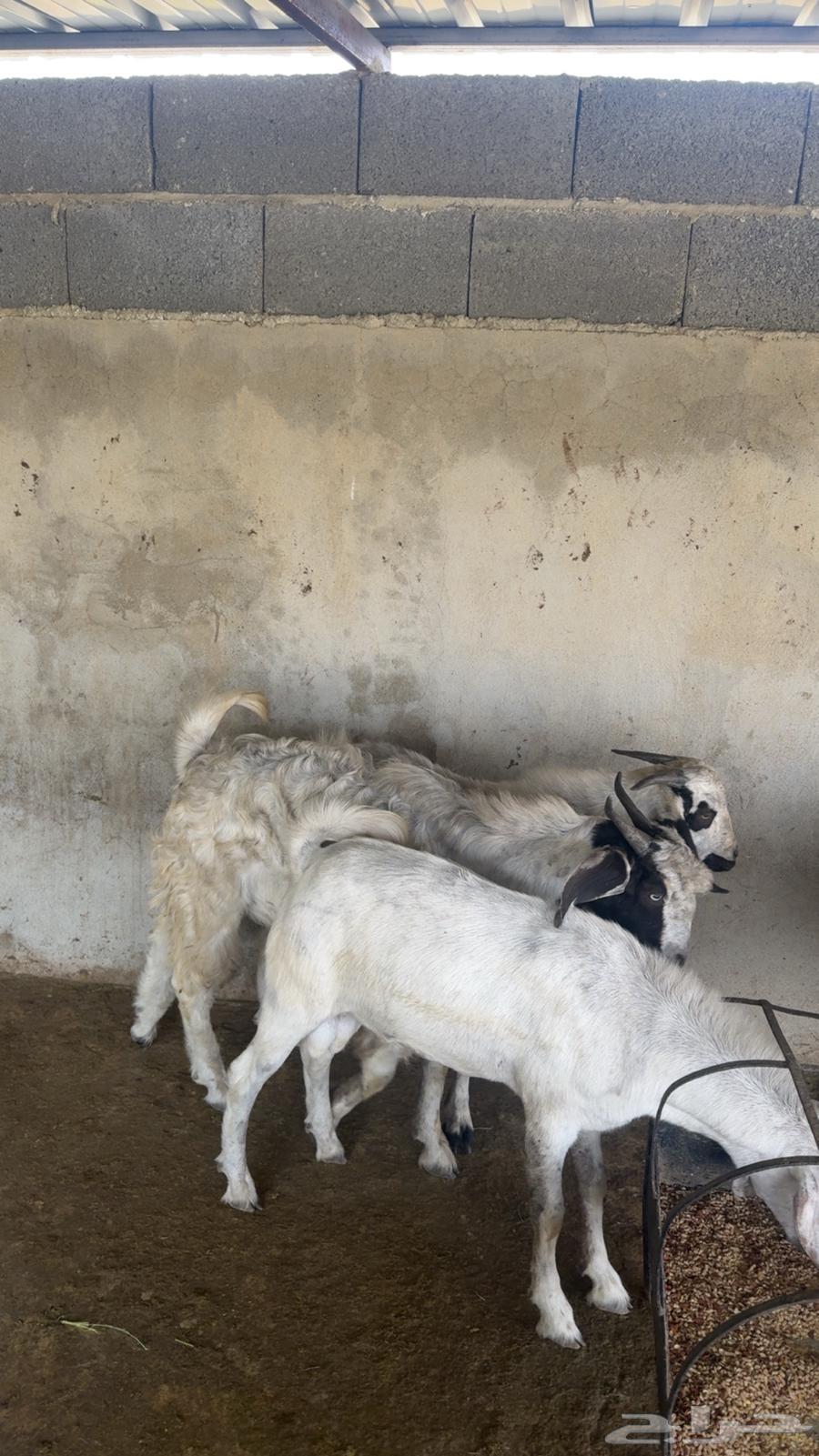 Goats64489916737538111