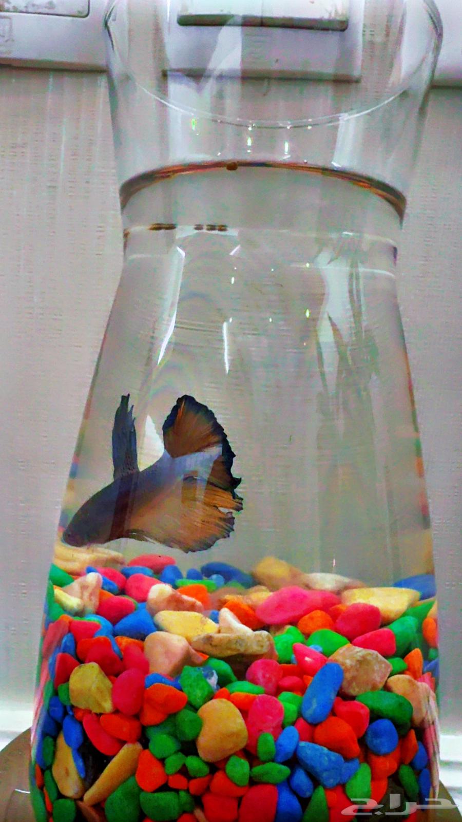 Fish Fighter64490875063809111